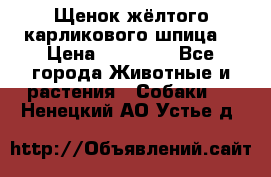 Щенок жёлтого карликового шпица  › Цена ­ 50 000 - Все города Животные и растения » Собаки   . Ненецкий АО,Устье д.